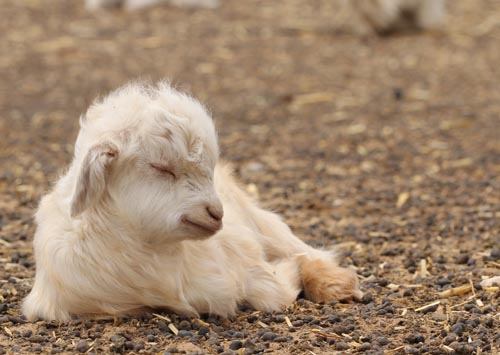 Integrity of cashmere